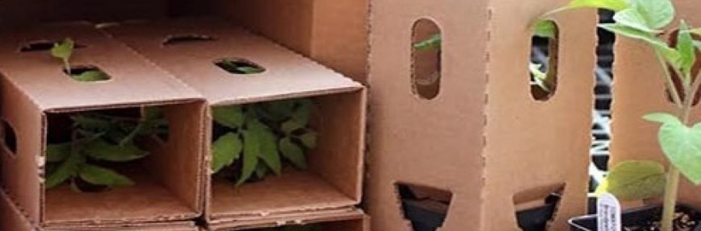 حمل و نقل گل و گیاه - جابجایی گیاهان آپارتمانی